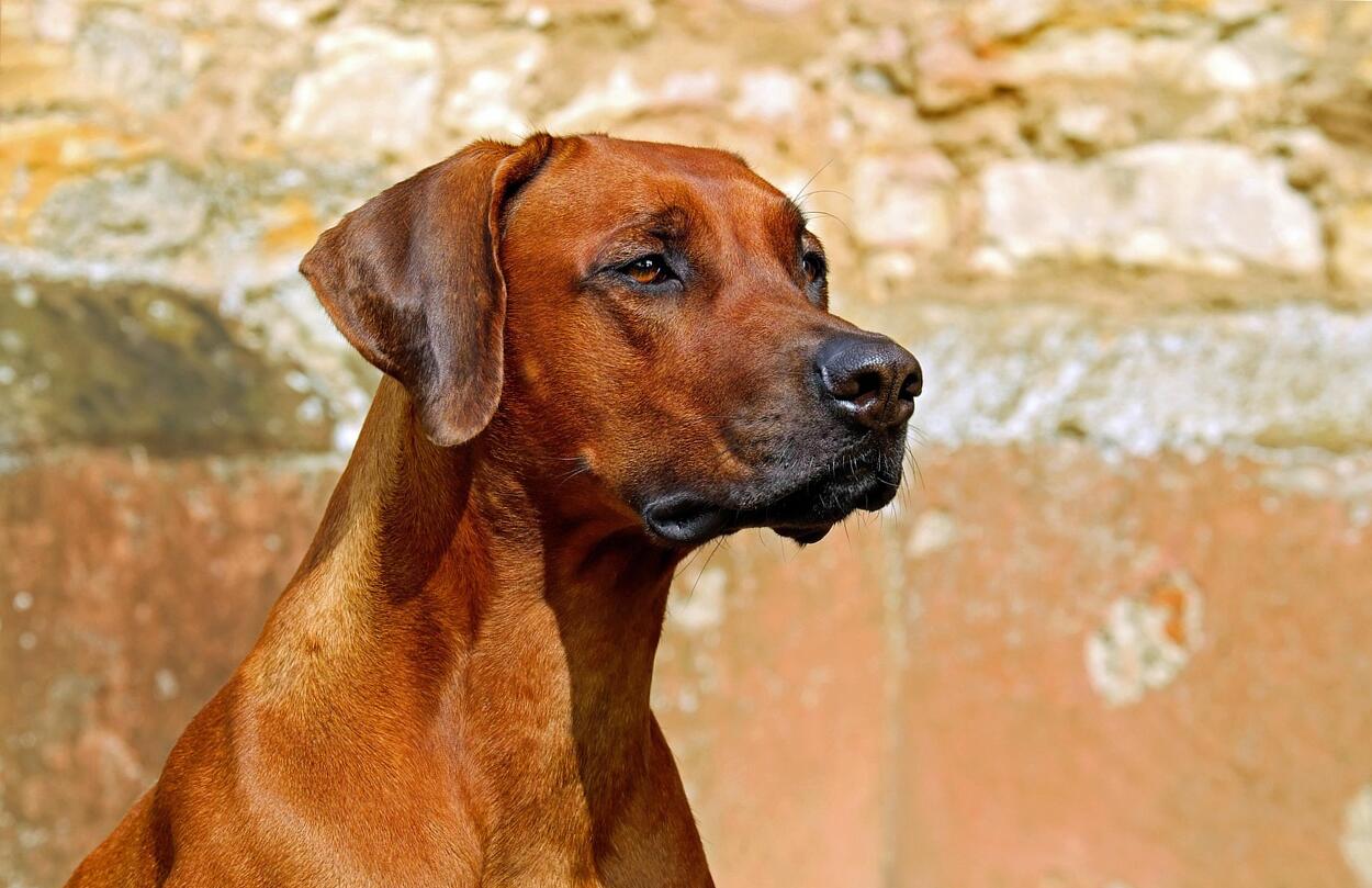 Mennyit és hogyan adjunk gyógygombákból kedvenceinknek?