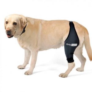 Kutyabarátok figyelem: így óvhatja meg kedvence ízületeit!