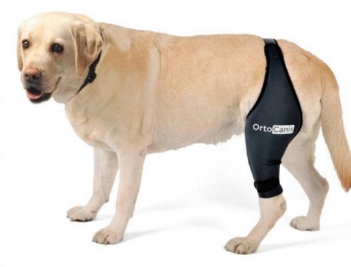 Kutyabarátok figyelem: így óvhatja meg kedvence ízületeit!