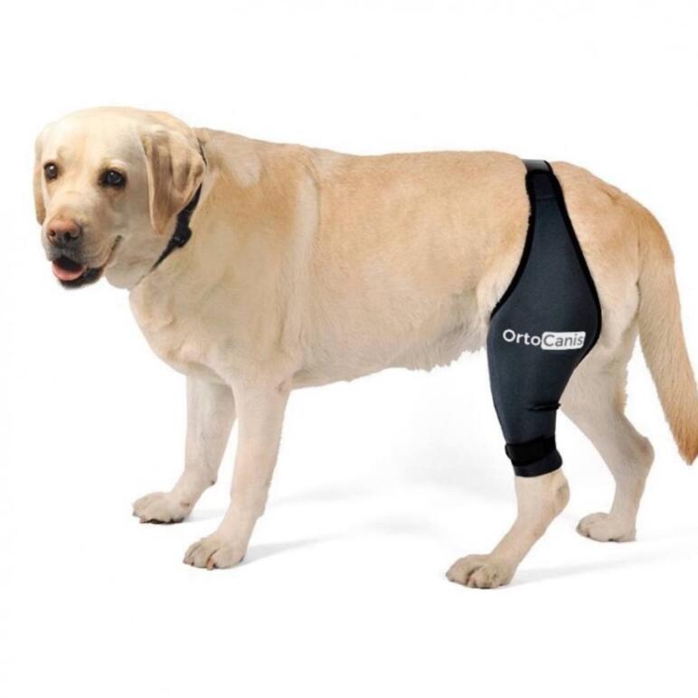 Kutyabarátok figyelem: így óvhatja meg kedvence ízületeit!